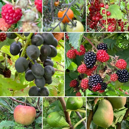 Haus Im Gruenen 펜션 보른하임